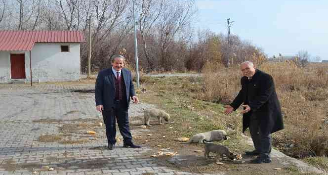 Adilcevaz’da sokak hayvanları için ekmek ve sakatat bırakıldı