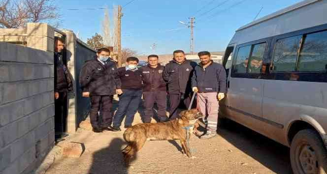 Zabıta Ekipleri Pitbull köpekleri için harekete geçti