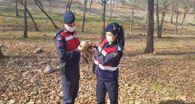 Jandarmadan yaralı şahine şefkat eli