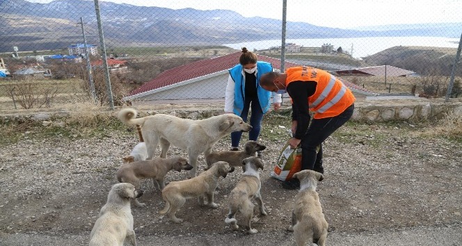 Tunceli’de sokak hayvanları için vefa ekibi görevde