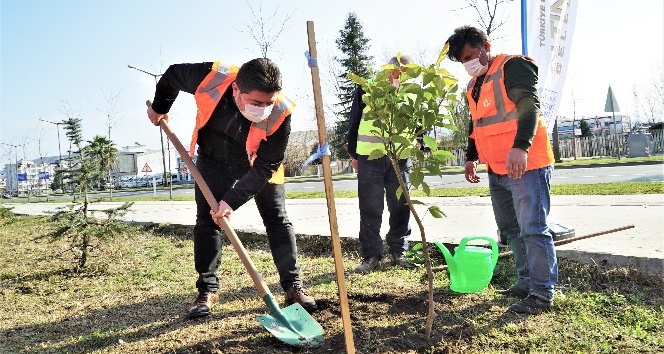 Altınordu’da 52 bin fidan topakla buluşuyor