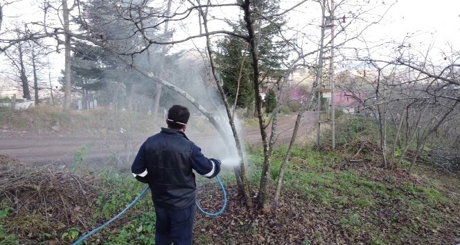 Ordu’da fındık bahçeleri büyükşehire emanet