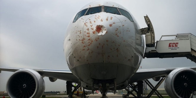 Kuş sürüsüne giren THY’nin kargo uçağı geri döndü