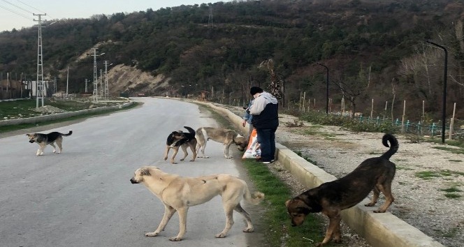 Türkeli’de sokağa çıkma kısıtlamasında sokak hayvanları unutulmadı