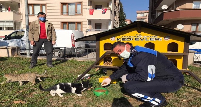 Amasya Belediyesi sokak hayvanları ve kuşlar için mama ile yem dağıttı