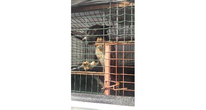 Yasaklı hayvan sahipleri uyarıldı