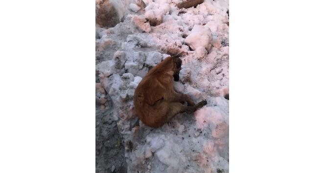 Kahramanmaraş’ta köpekler donarak öldü