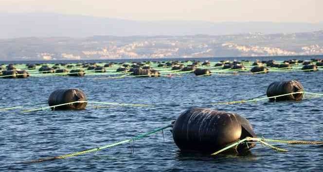 Yalova’da kurulan midye çiftlikleri yılda 126 milyon ciro yapacak