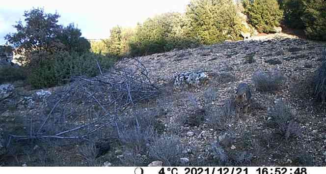 Uşak yaban hayatı fotokapanlara yansıdı