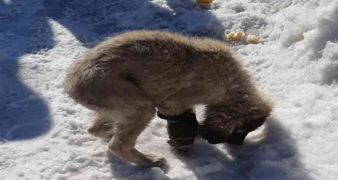 Aracın çarptığı yavru köpek için vatandaşlar seferber oldu