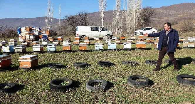 Tokat’ta, kovanlar içindeki arılarla birlikte çalındı