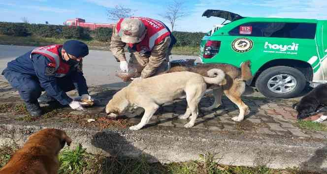 Giresun’da jandarma sokak hayvanlarını besledi