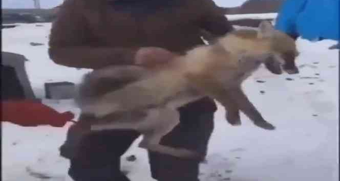 Ardahan’da tilkiye yapılan eziyetin görüntüleri tepki çekti, Valilik harekete geçti