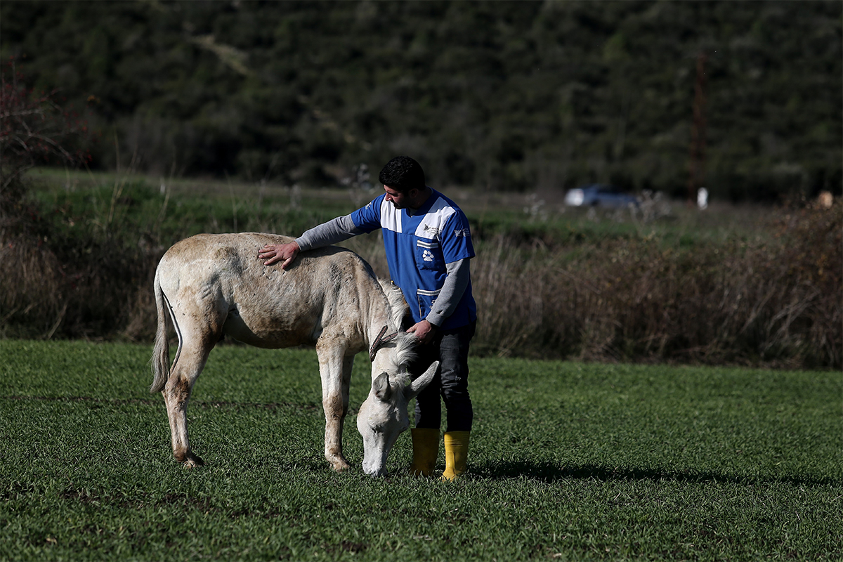 Mardin’de çöp toplamakta kullanılan eşek emekli oldu