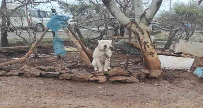 Kahramanmaraş’ta pitbull köpeğin sahibine para cezası