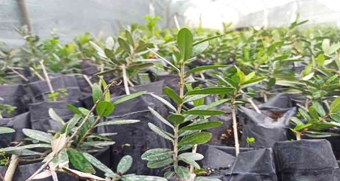 Zeytinin genetik zenginliği koruma altına alınacak