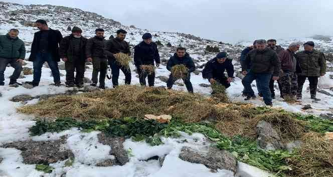 Karla kaplı dağlara yaban hayvanları için yem bıraktılar