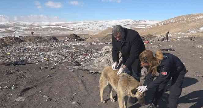 Erciş’te belediye ekipleri sokak hayvanlarına yiyecek bırakarak aşılarını yaptı