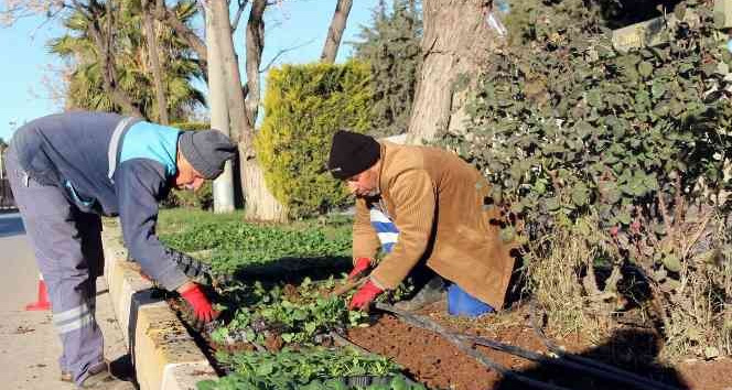Parklara kış bitkileri dikiliyor