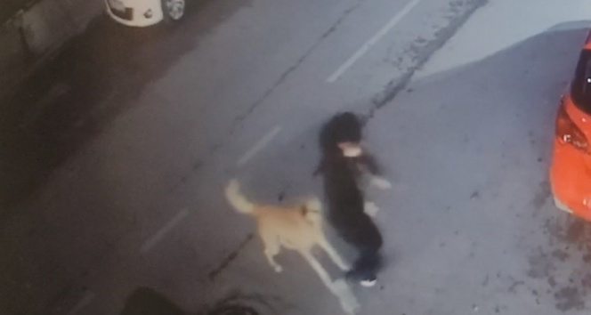 5 sokak köpeği yolda yürüyen 15 yaşındaki çocuğa saldırdı