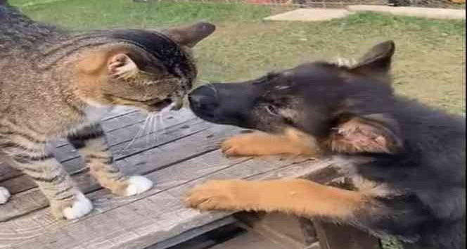 Edirne’de kedi ile köpeğin dostluğu görenleri şaşırtıyor