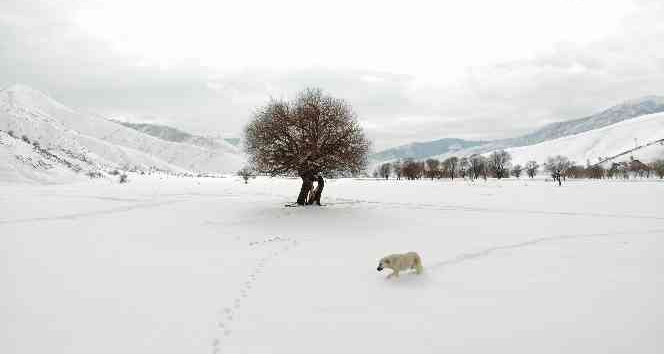 Kar şaşkınlığı yaşayan köpeğin sevimli halleri