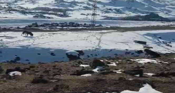 Barınağa bırakılması gereken köpekleri dağ başına bıraktılar