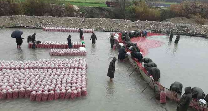 Yarım metre su içinde turp işçisi kadınların ekmek mücadelesi