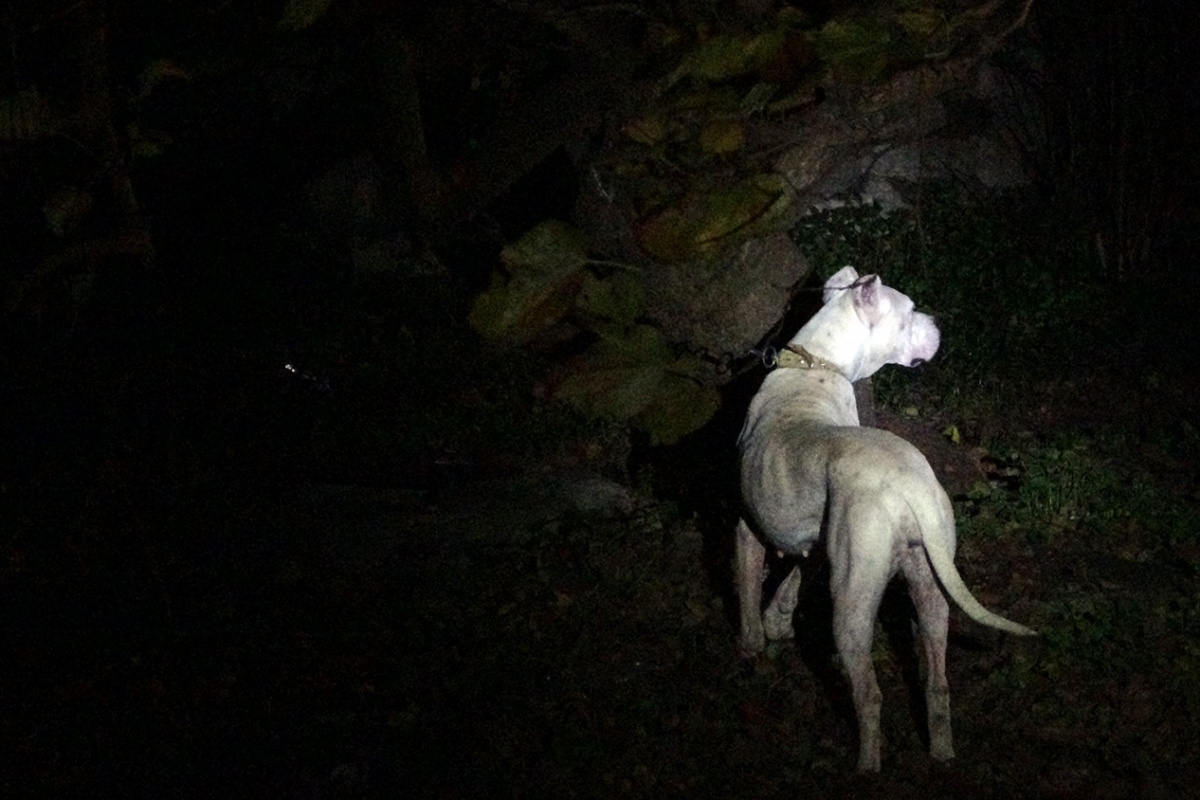Yasaklı cins köpeği bahçeye bağlayıp kaçtılar