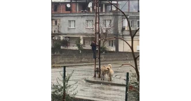 Sokak köpeklerinin saldırdığı çocuk, elektrik direğine tırmanarak kurtuldu