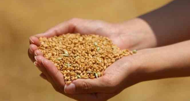 Edirne’de buğday 4 lira 163 kuruştan satıldı
