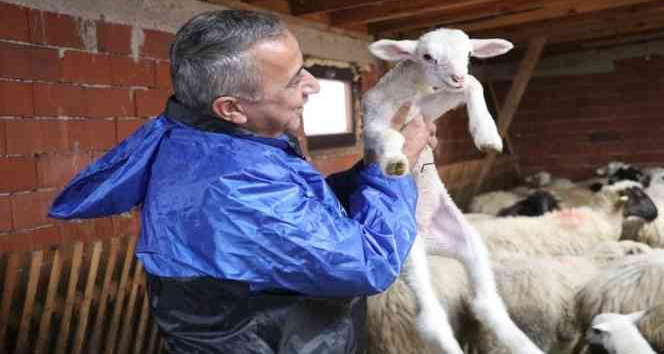 Samsun’da yerel ırk koyun keçi yetiştiricisine destek