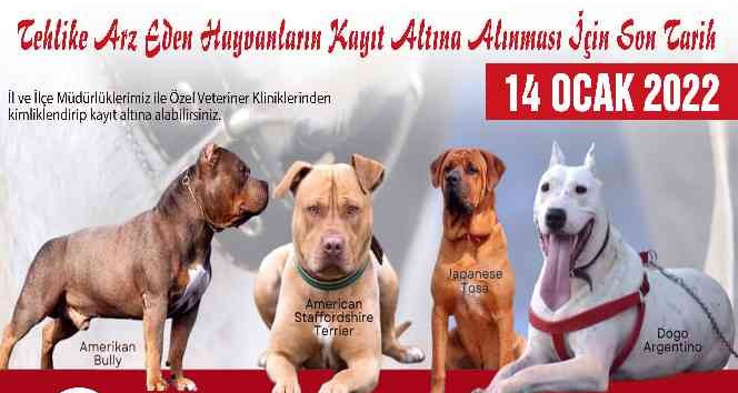 Tehlikeli köpek ırkları için son kayıt tarihi 14 Ocak