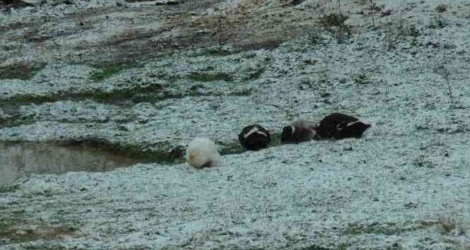 Kartal Aydos’ta kar yağışı başladı, tadını ördekler çıkardı