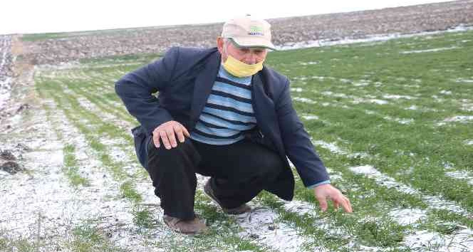 Edirneli çiftçilerin yüzü yağan karla güldü