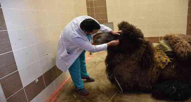 Katarak olan deve ameliyatla sağlığına kavuştu