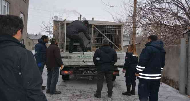 Okul bahçesine bırakılan sahipsiz pitbull yakalandı