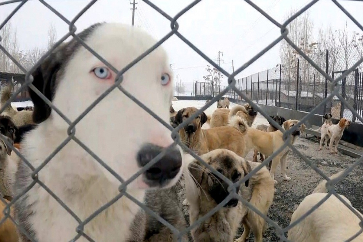 Erzincan'da sokak köpekleri toplanarak barınağa yerleştirildi