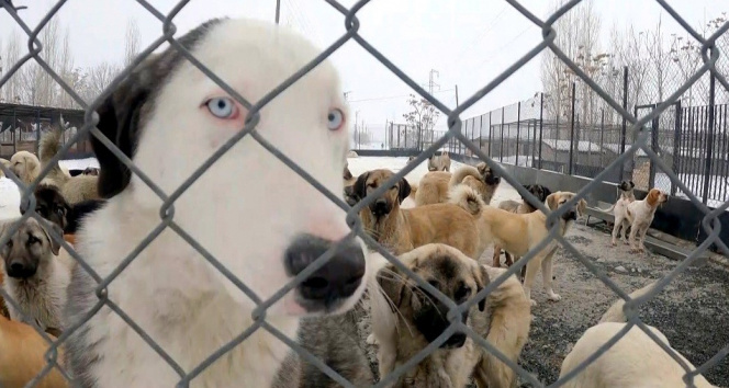Erzincanda sokak köpekleri toplanarak barınağa yerleştirildi