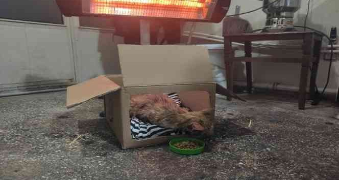 Karlıova’da duyarlı bir esnaf, donmak üzere olan kediye sahip çıktı