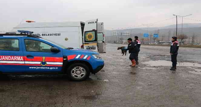 Bingöl’de trafikte risk oluşturan sahipsiz hayvanlar, barınağa teslim edildi
