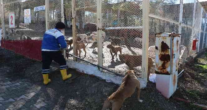 Kahramanmaraş’ta 80’in üzerinde yasaklı ırk köpek toplandı