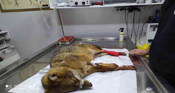 Otomobilin çarptığı tilki tedavi altına alındı