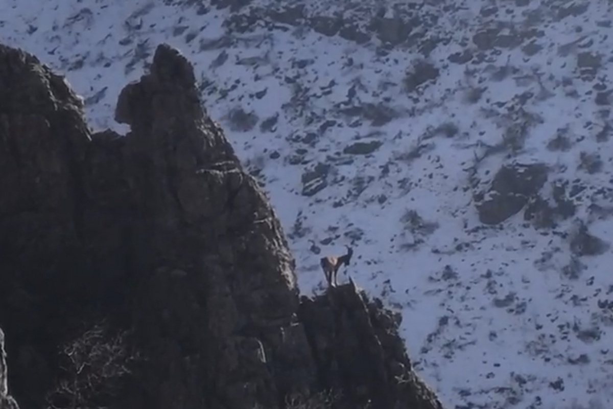 Şırnak'ın Cudi Dağında avcılığın önüne geçildi, dağ keçilerinin sayıları arttı
