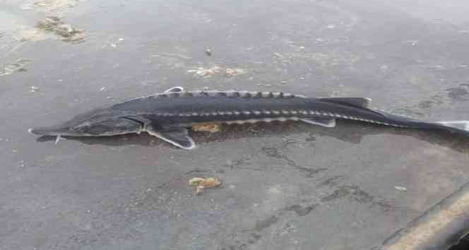 Havyarı 2 milyon liraya kadar çıkan balık Keban’da bir kez daha görüldü