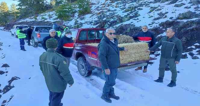 Osmaniye’de yaban hayvanlarına yem desteği