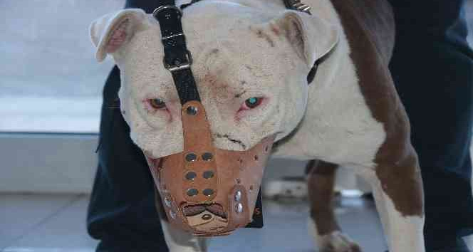 ‘Yasaklı ırk’ köpek sahipleri silah alamıyor, saldırgan köpek yetiştiriyor