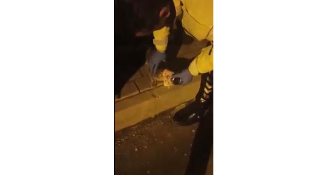 Polis ekiplerinin dikkati yavru kediyi ölmekten kurtardı