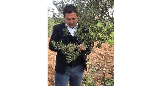 Zeytinde dal kanseri paniği