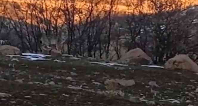 Bingöl’de nesli tükenme tehlikesi altında olan 2 vaşak görüntülendi